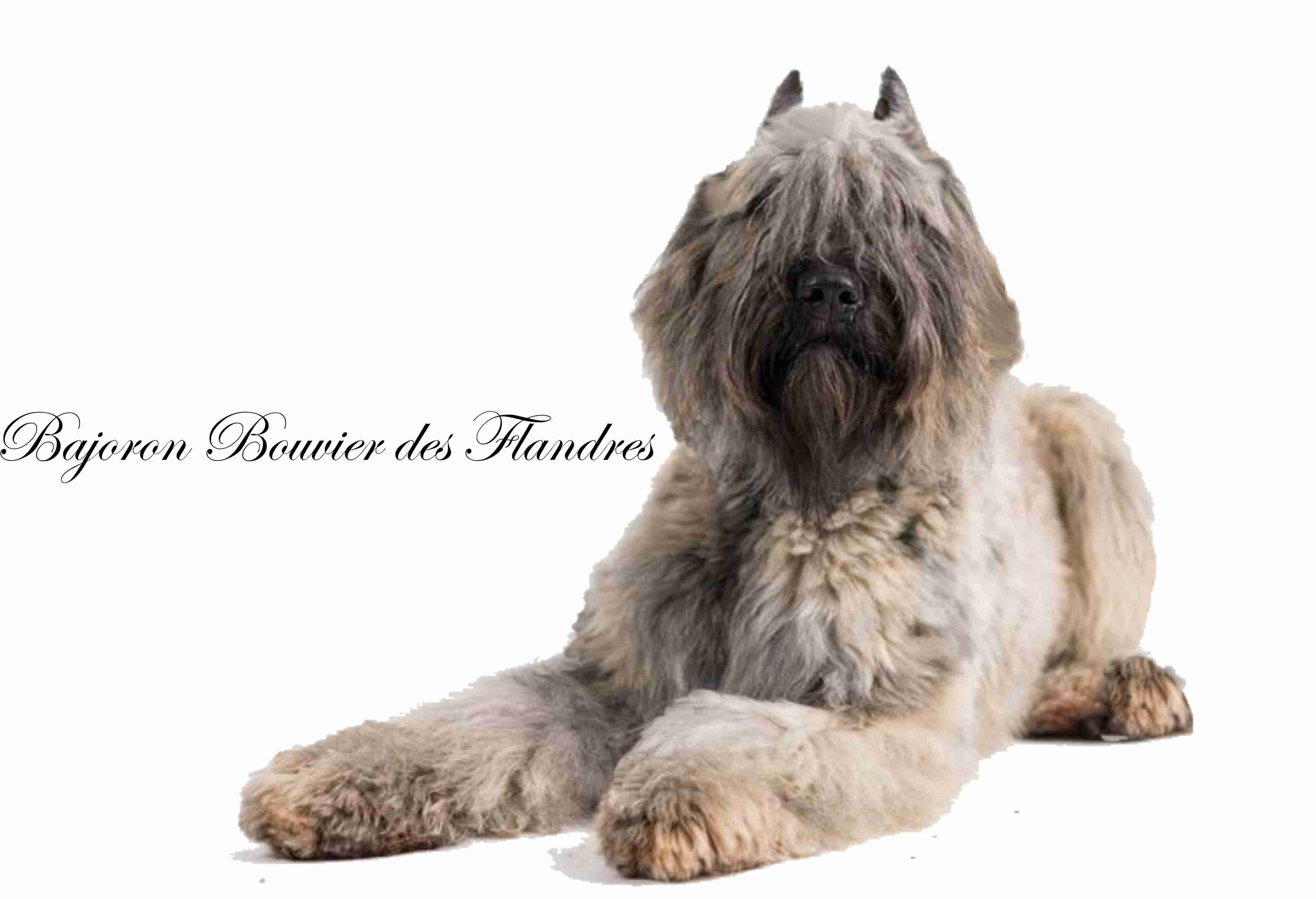 Bajoron Bouvier des Flandres